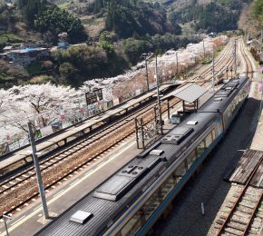 ３月２８日の大歩危駅の桜🌸