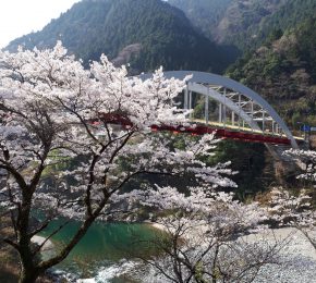 満開🌸の大歩危駅