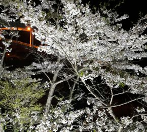 生・夜桜🌸in大歩危駅