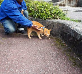 休日を🐩と🐈と