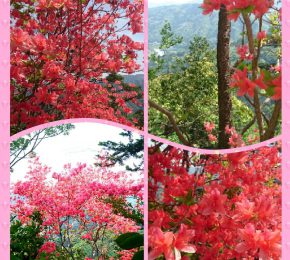 賢見神社周辺のツツジ