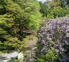 千葉県から大歩危峡観光遊覧船・祖谷のかずら橋